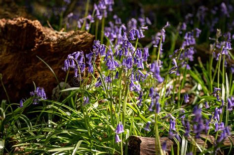 Bluebell Wild Flowers In Ancient Woodland Stock Photo Image Of