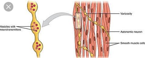 the shape of smooth muscle cell of - Brainly.in