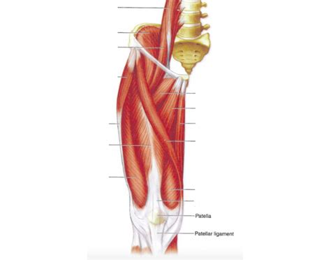 Get to know the leg muscles, where they are located, and how they function with the list that we've provided below. Upper Leg Muscles (anterior view)