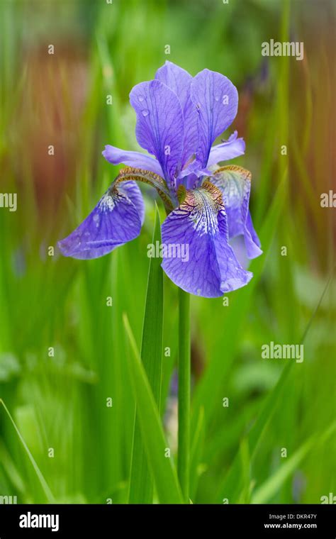 Harlequin Blueflag Or Blue Flag Iris Iris Versicolor Flowering In A