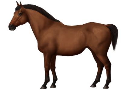horse breeds nooitgedacht pony horse world