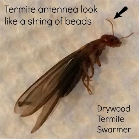 Termite Weather Brings Out The Wings Thrasher Termite And Pest Control