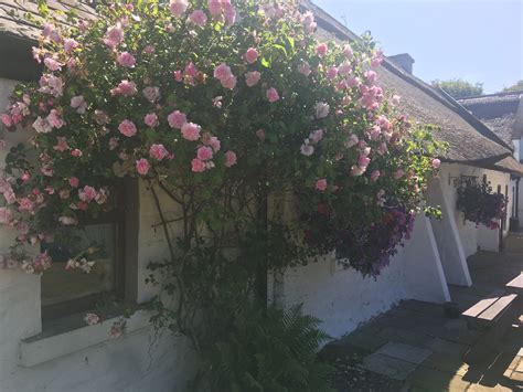 The Roses On Rose Cottage Looking Stunning This Year Holiday Cottage
