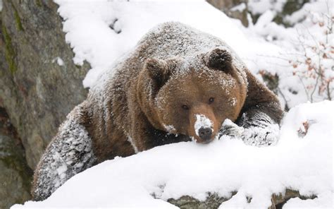 Winter Bear Beautiful Wallpaper Of A Grizzly Bear Covered With Some