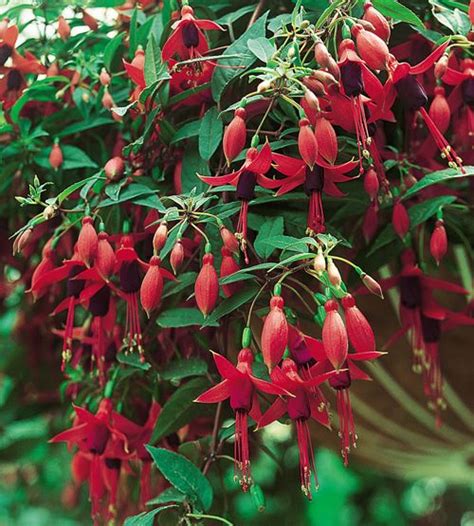 Trailing Fuchsia ‘red And Dark Blue Fuchsia Bloom Plants