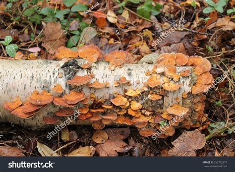 A Colony Of Brown Fungus On A Fallen Silver Birch Tree Stock Photo