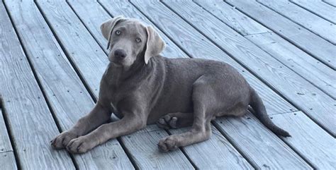 40 names for dogs with blue eyes. 7 Things You Didn't Know about the Silver Labrador