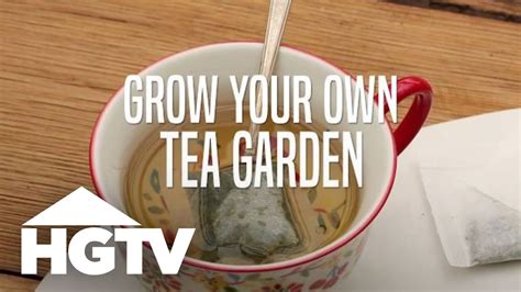 Grow Your Own Tea Garden | Gardening Tips | HGTV - YouTube