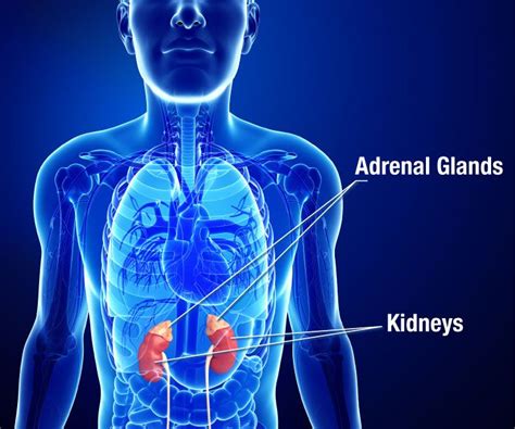 Definition And Facts Of Adrenal Insufficiency And Addisons Disease Niddk