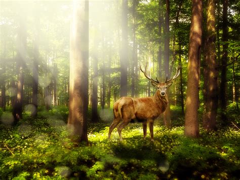Brown Deer In Forest During Daytime Hd Wallpaper Wallpaper Flare