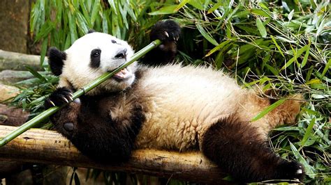 Giant Pandas Eating Bamboo