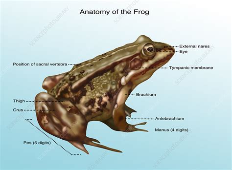 Frog Anatomy Illustration Stock Image F0318303 Science Photo