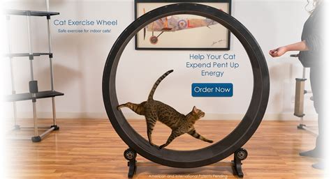 Cat Exercise Wheel | Cat exercise wheel, Cat exercise, Exercise wheel