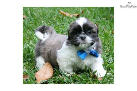 Video Meet Bw A Cute Shih Tzu Puppy For Sale For 600 Bw Blue Shihtzu