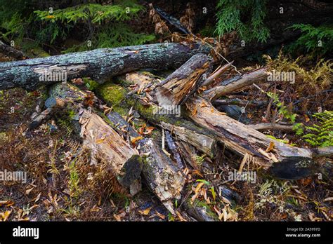 Wet Broken Log In The Forest Stock Photo Alamy