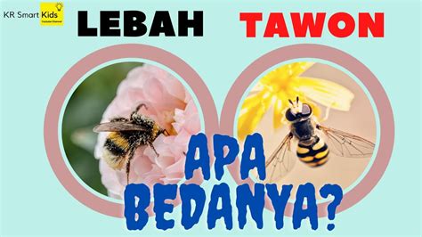 Perbedaan Lebah Dan Tawon YouTube