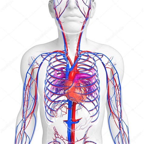 Male Heart Circulatory System Stock Photo By ©pixdesign123 55560325