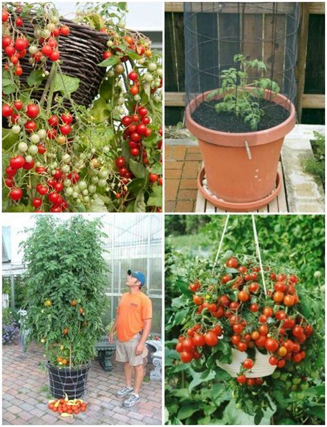 Stunning 5 Easy To Grow Vegetable For The Beginner Gardener