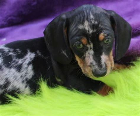 Breeding Quality Ckc Reg Miniature Dachshunds For Health And Great