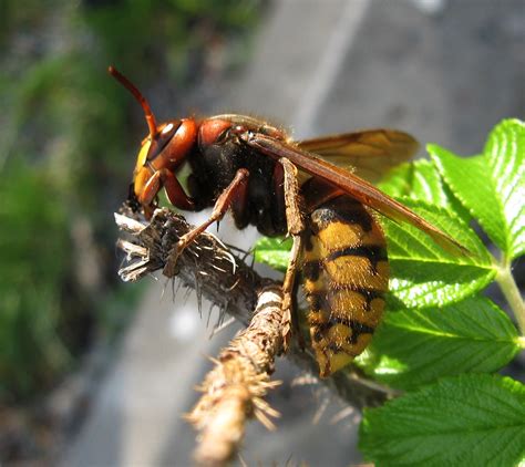 These large hornets use their size to bully other insects, particularly european honeybees. Tangled Web: The Queen of the Hornets