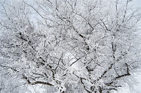 Frost Winter Snow Cold Frozen Tree Season Branch Frosty