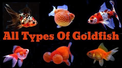14 Different Types Of Popular Goldfish Youtube