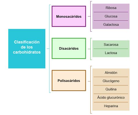 Carbohidratos Caracter Sticas Qu Micas Y Clasificaci N