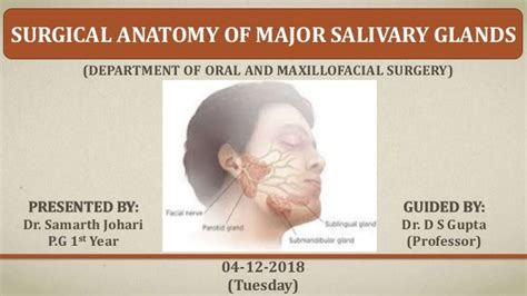Surgical Anatomy Of Major Salivary Glands