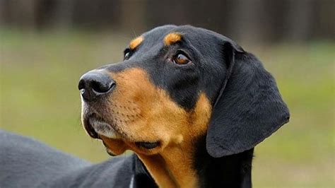 10 Hungarian Dog Breeds And Their Characteristics