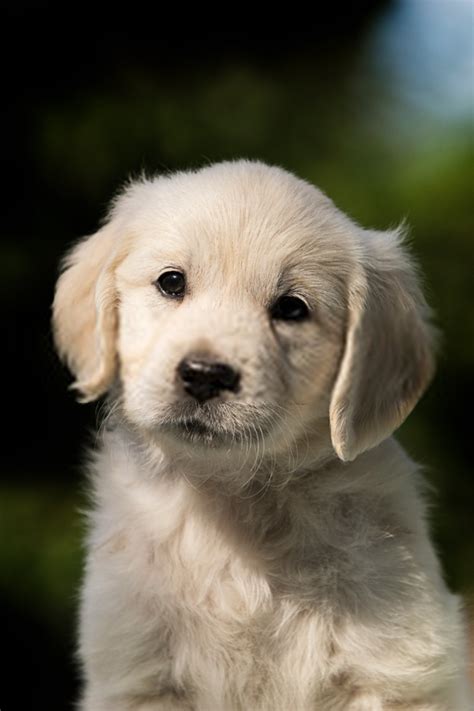 Cool Pictures Of Cute Golden Retriever Puppies Ideas Alexander James