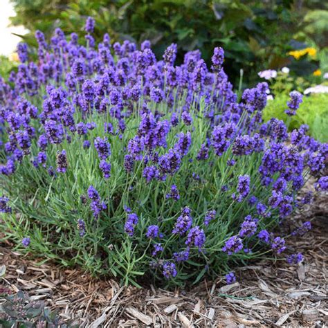 True English Lavender Seeds Optimal Seeds