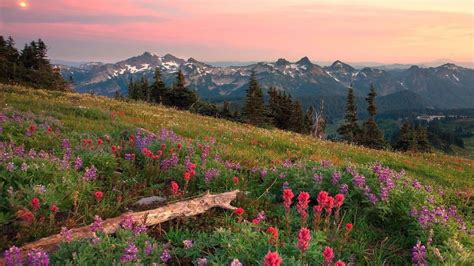 Mountain And Meadow Flowers Wallpapers K Hd Mountain And Meadow