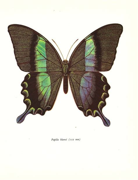Butterfly Print Art Original 1965 Book Plate 82 Beautiful Etsy