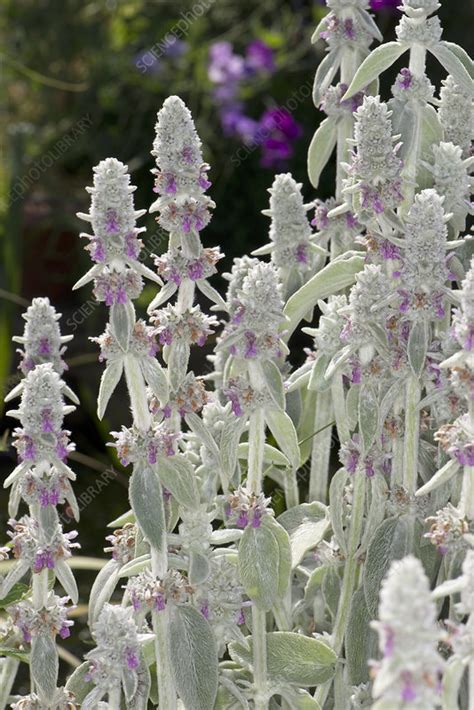 Lambs Ear In Flower Stock Image C0433506 Science Photo Library