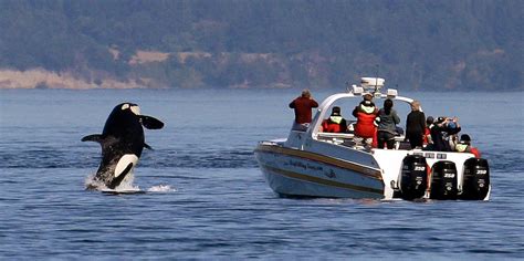 A Pod Of Crazy Killer Whales Is Launching Coordinated Attacks On