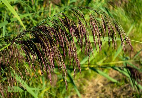 Reed Panicle In Holma 4 Aka Cj Flickr