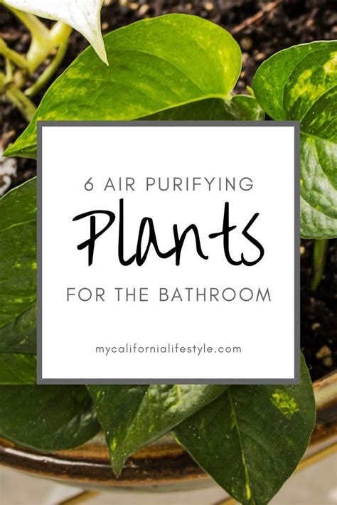 Air Purifying Plants 6 Air Purifying Plants For The Bathroom Breath