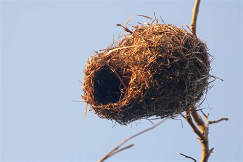Weavers Nest In Golden Light Free Stock Photo Public Domain Pictures