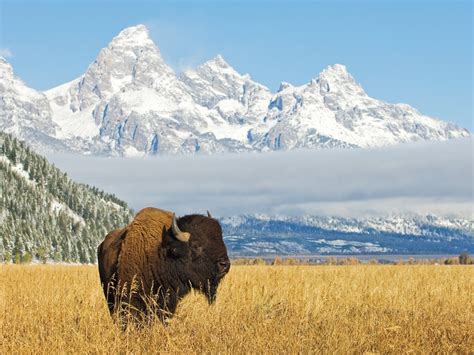 Grand Teton National Park Learn About This Rv Destination