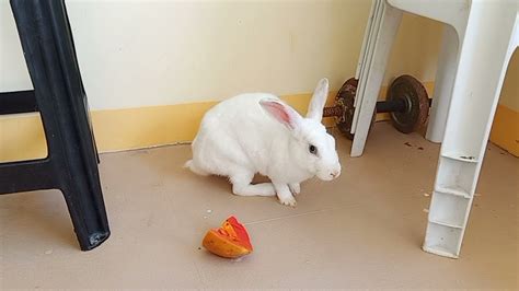 Cute Little Bunny Youtube