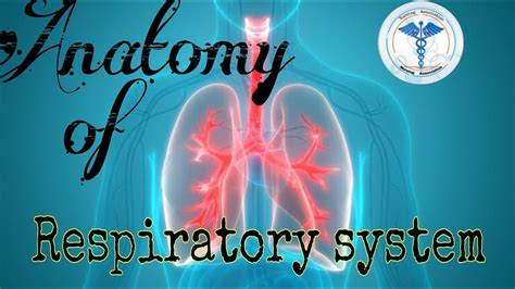 Anatomy Of Respiratory System Nursing Lectures Youtube