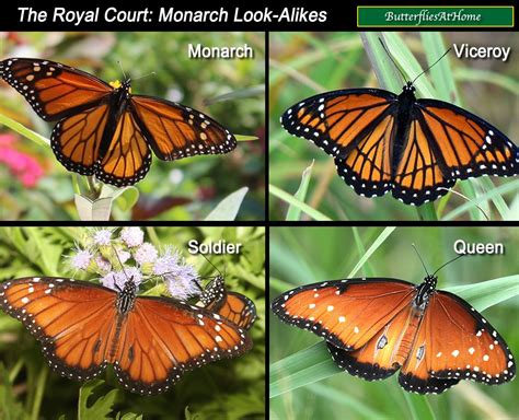Comparison And Spotting Guide To Similar Butterflies Monarch Viceroy Soldier And Queen