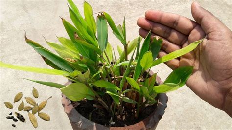 How To Care Elaichi Plant Green Cardamom इलायची के पौधे की देखभाल
