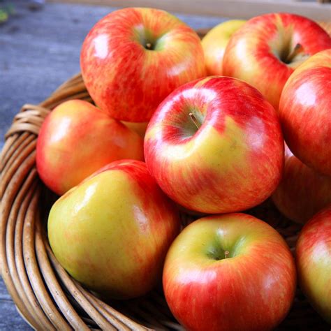 Honeycrisp Apple Trees for Sale- FastGrowingTrees.com