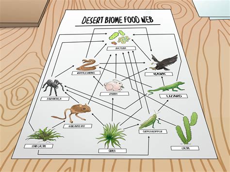 Desert Ecosystem Food Chain Diagram Draw Thevirtual