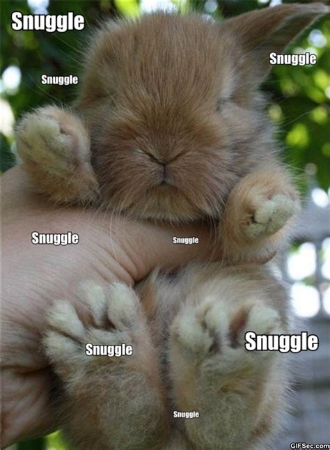 Maybe you would like to learn more about one of these? Quotes Funny Cute Rabbit. QuotesGram