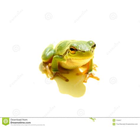 Big Green Frog Eyes Royalty Free Stock Photography