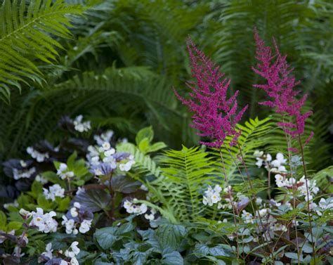 Grow Shade Loving Plants In Shady Part Of The Garden Astilbe Ferns
