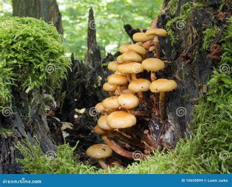 Mushrooms In Stump Stock Image Image Of Understorey 10659899