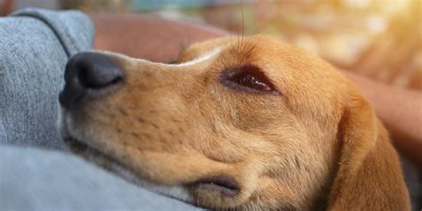 10 Ways To Build A Stronger Bond With Your Dog The Dog Blog Expert